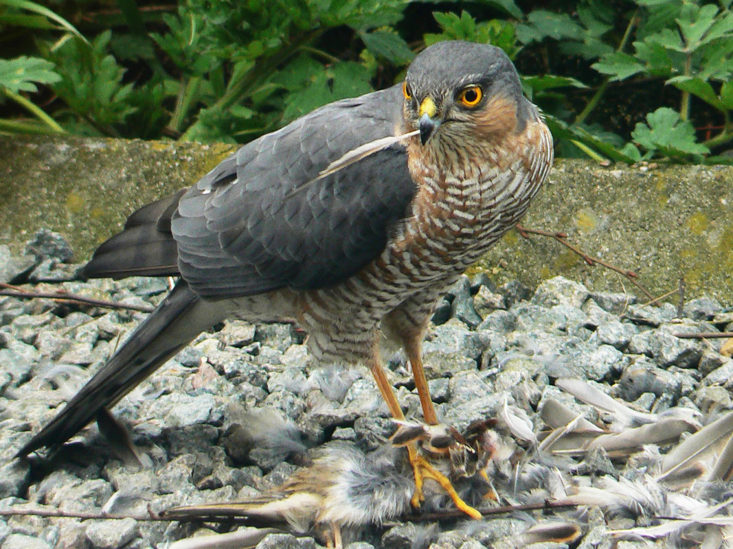 Birds of prey north carolina pictures : loutlinkcal